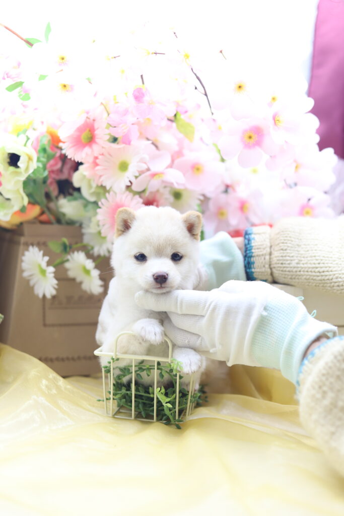 ☆超極小白豆柴☆2026年1月20日生れ☆女の子☆超激レアスーパープレミアム☆ティーカップサイズ☆