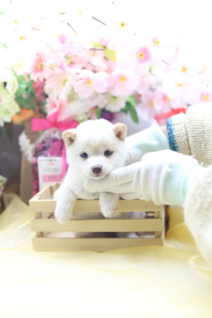 ☆超極小白豆柴☆2026年1月20日生れ☆女の子☆超激レアスーパープレミアム☆ティーカップサイズ☆