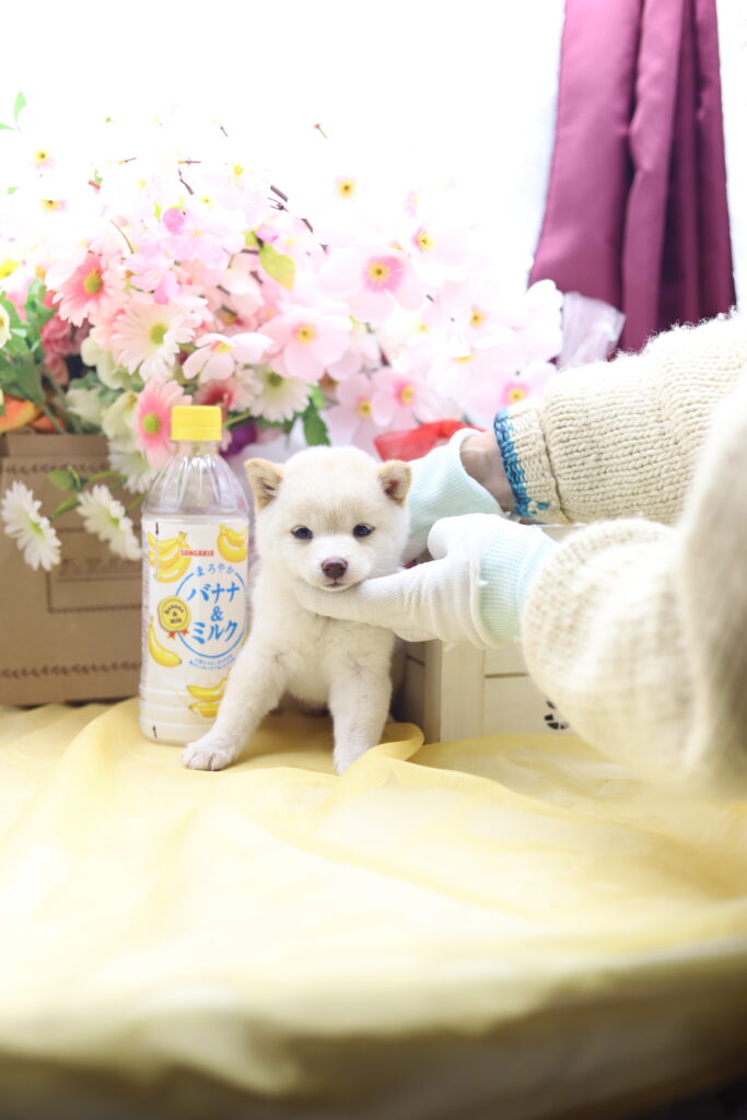 ☆超極小白豆柴☆2026年1月20日生れ☆女の子☆超激レアスーパープレミアム☆ティーカップサイズ☆