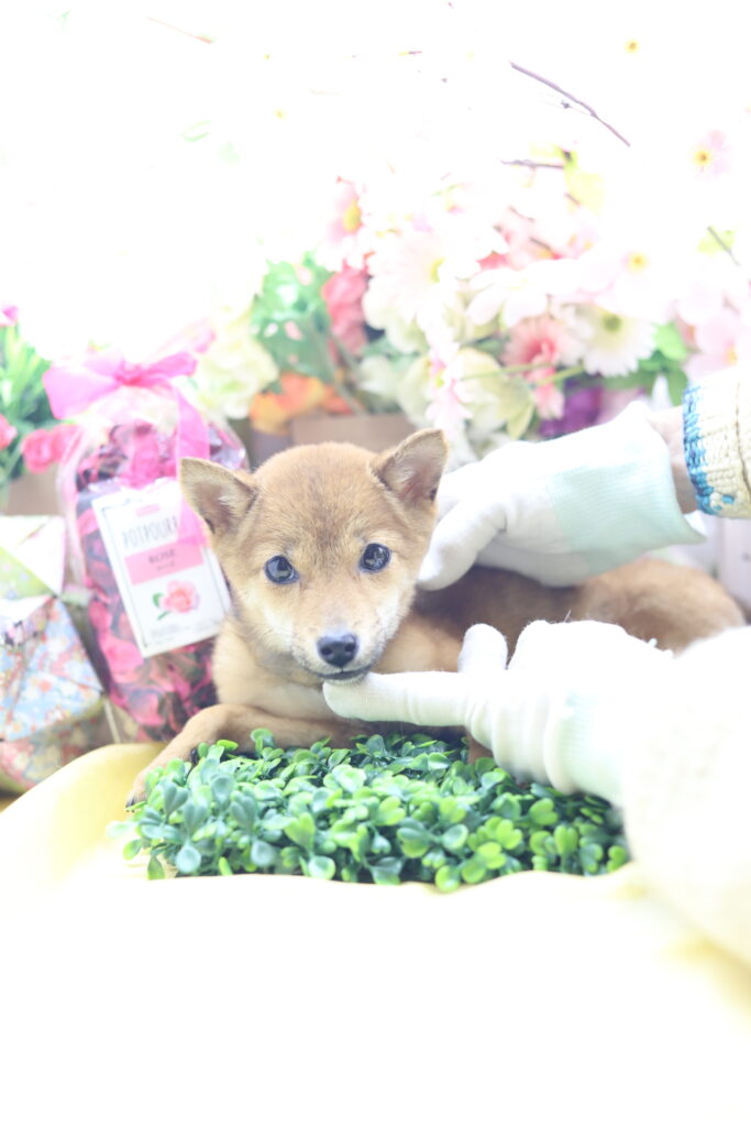 ★☆超極小赤豆柴★2025年7月8日生れ☆女の子★極激可愛☆超スーパープレミアム☆ティーカップサイズ☆