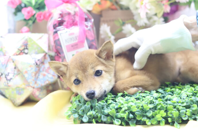 ★☆超極小赤豆柴★2025年7月8日生れ☆女の子★極激可愛☆超スーパープレミアム☆ティーカップサイズ☆