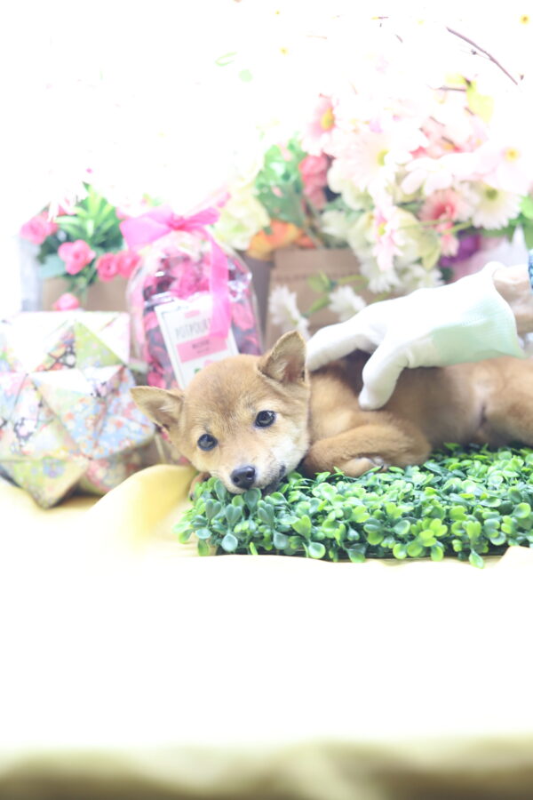 ★☆超極小赤豆柴★2025年7月8日生れ☆女の子★極激可愛☆超スーパープレミアム☆ティーカップサイズ☆