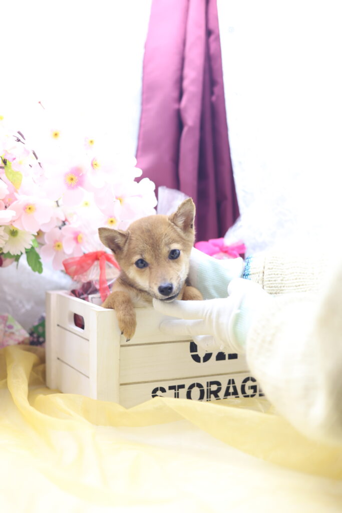 ★☆超極小赤豆柴★2025年7月8日生れ☆女の子★極激可愛☆超スーパープレミアム☆ティーカップサイズ☆