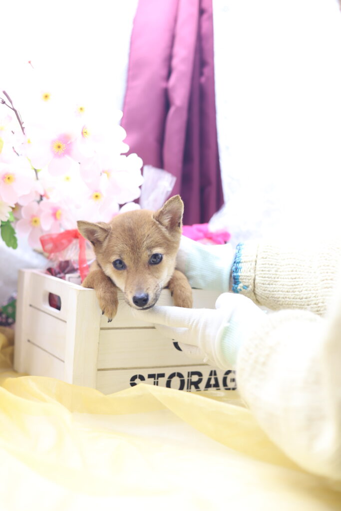 ★☆超極小赤豆柴★2025年7月8日生れ☆女の子★極激可愛☆超スーパープレミアム☆ティーカップサイズ☆