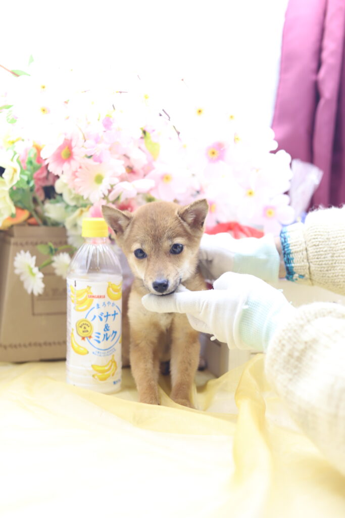 ★☆超極小赤豆柴★2025年7月8日生れ☆女の子★極激可愛☆超スーパープレミアム☆ティーカップサイズ☆