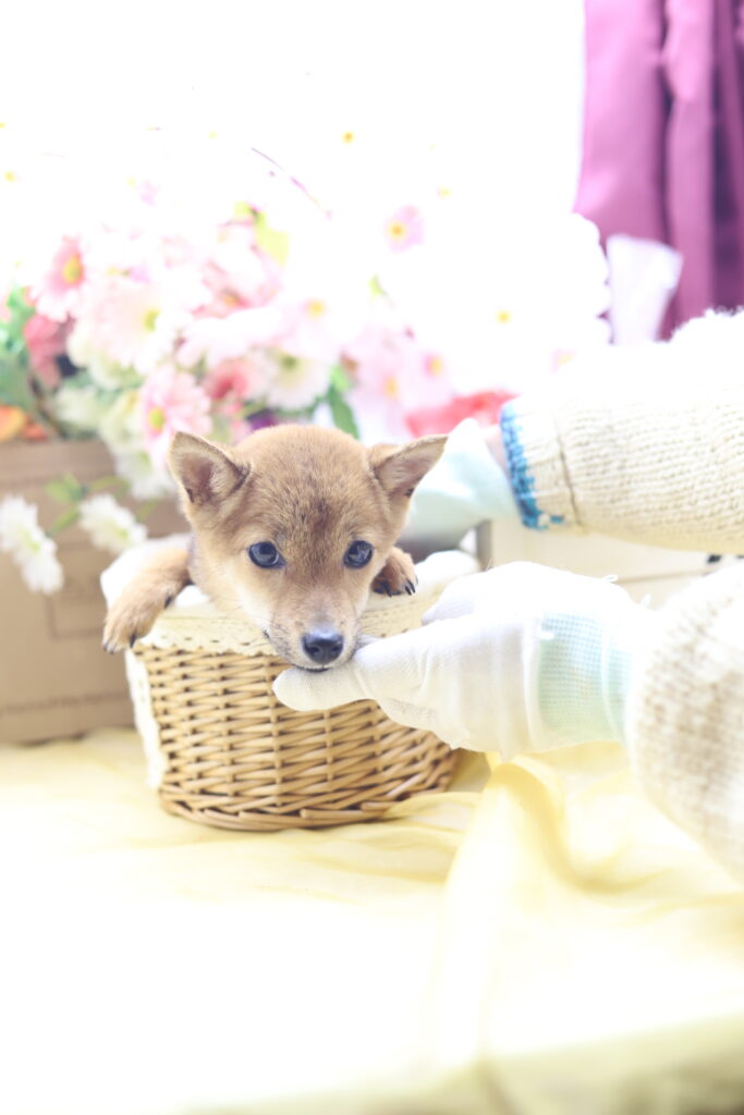 ★☆超極小赤豆柴★2025年7月8日生れ☆女の子★極激可愛☆超スーパープレミアム☆ティーカップサイズ☆