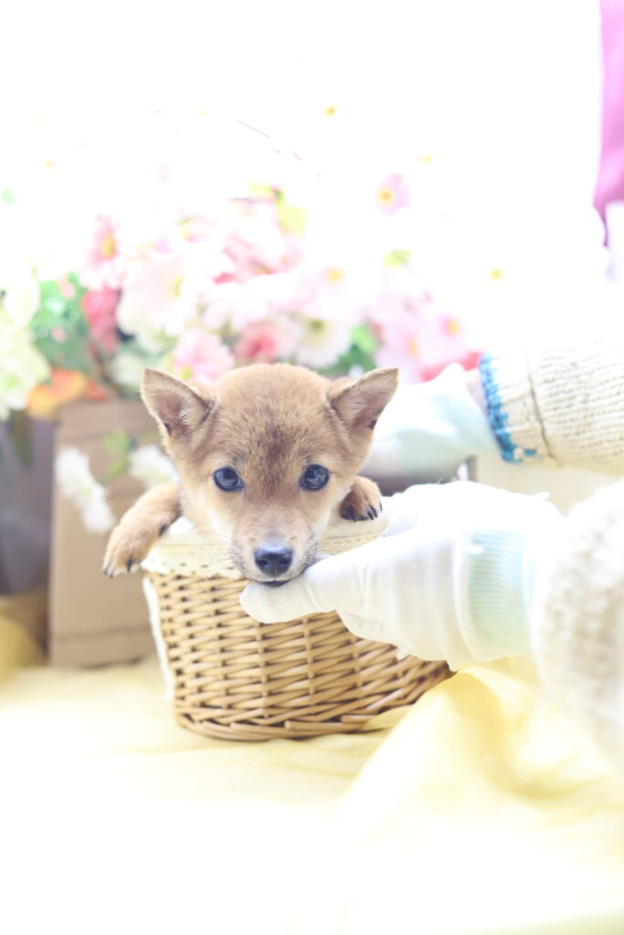 ★☆超極小赤豆柴★2025年7月8日生れ☆女の子★極激可愛☆超スーパープレミアム☆ティーカップサイズ☆