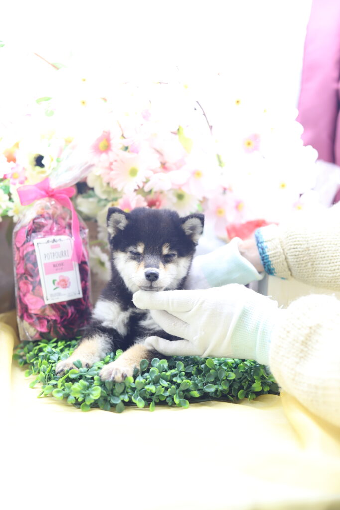 ★★極小黒豆柴★★2025年9月29日生れ★女の子★幻級激可愛い＆美人★極超スーパープレミアム★