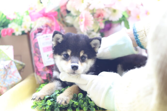 ★★極小黒豆柴★★2025年9月29日生れ★女の子★幻級激可愛い＆美人★極超スーパープレミアム★