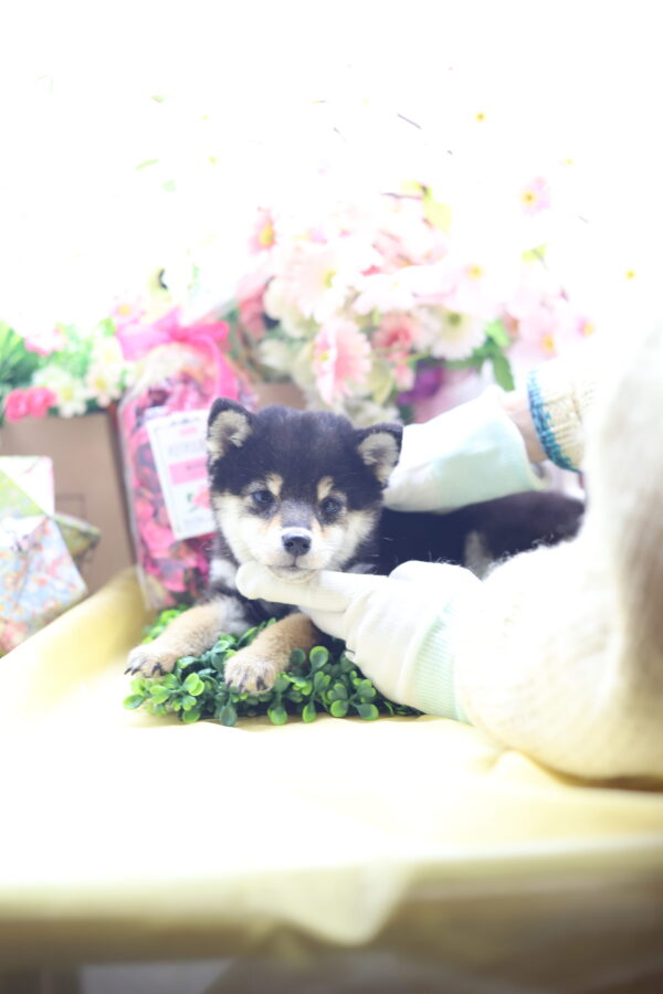 ★★極小黒豆柴★★2025年9月29日生れ★女の子★幻級激可愛い＆美人★極超スーパープレミアム★