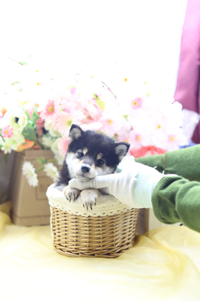 ★★極小黒豆柴★★2025年9月29日生れ★女の子★幻級激可愛い＆美人★極超スーパープレミアム★