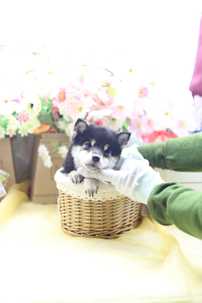 ★★極小黒豆柴★★2025年9月29日生れ★女の子★幻級激可愛い＆美人★極超スーパープレミアム★