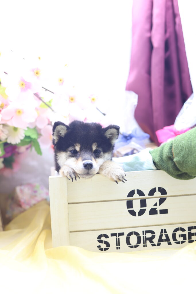 ★★極小黒豆柴★★2025年9月29日生れ★女の子★幻級激可愛い＆美人★極超スーパープレミアム★