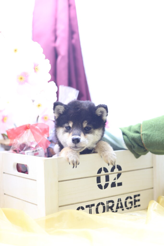 ★★極小黒豆柴★★2025年9月29日生れ★女の子★幻級激可愛い＆美人★極超スーパープレミアム★