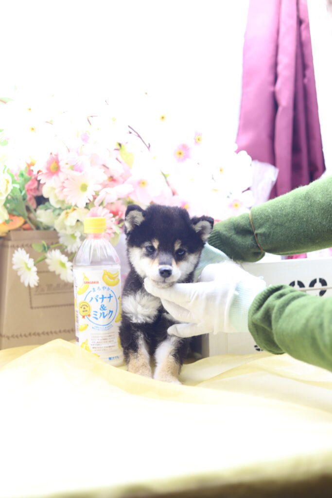 ★★極小黒豆柴★★2025年9月29日生れ★女の子★幻級激可愛い＆美人★極超スーパープレミアム★