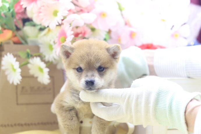 ★超極小赤豆柴★2026年2月25日生れ★女の子★感激超越プレミアムスペシャル★ティーカップサイズ★