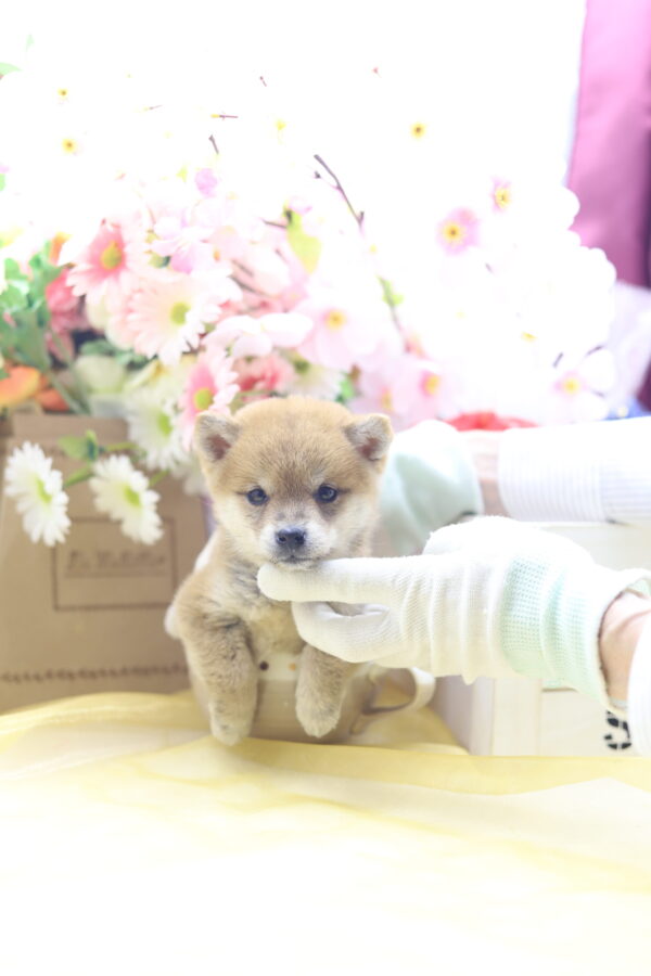 ★超極小赤豆柴★2026年2月25日生れ★女の子★感激超越プレミアムスペシャル★ティーカップサイズ★