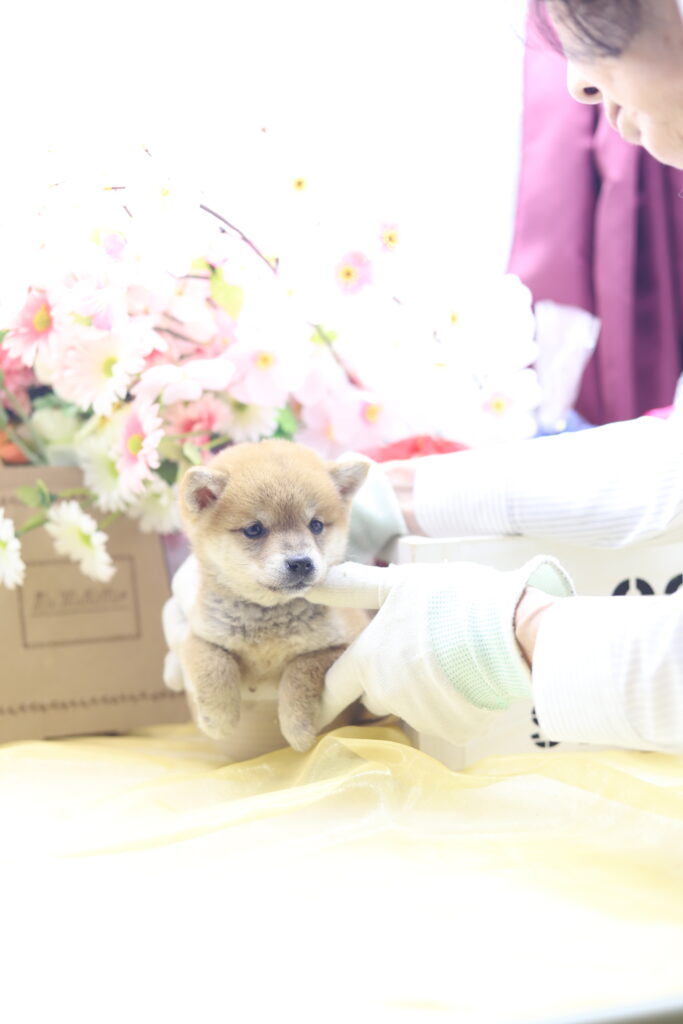 ★超極小赤豆柴★2026年2月25日生れ★女の子★感激超越プレミアムスペシャル★ティーカップサイズ★