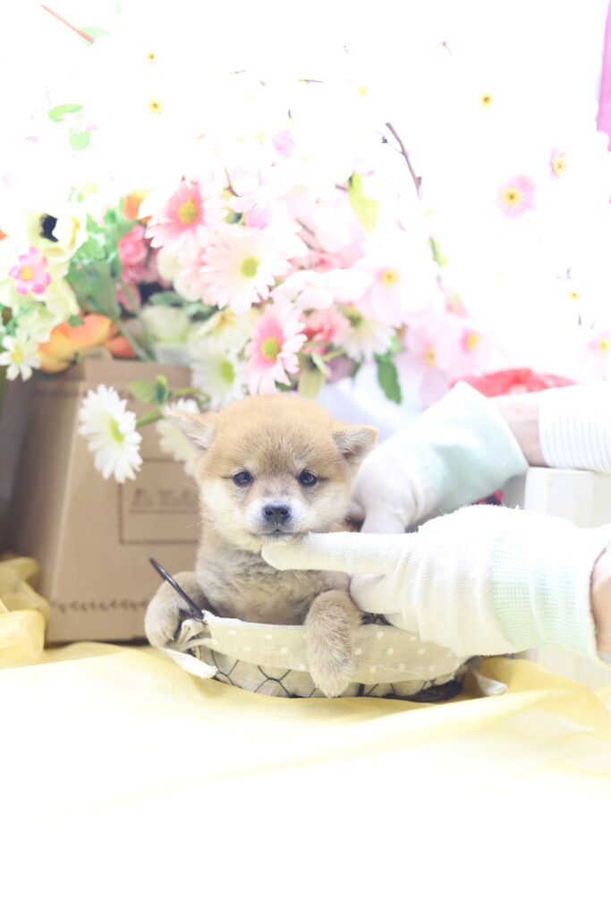 ★超極小赤豆柴★2026年2月25日生れ★女の子★感激超越プレミアムスペシャル★ティーカップサイズ★