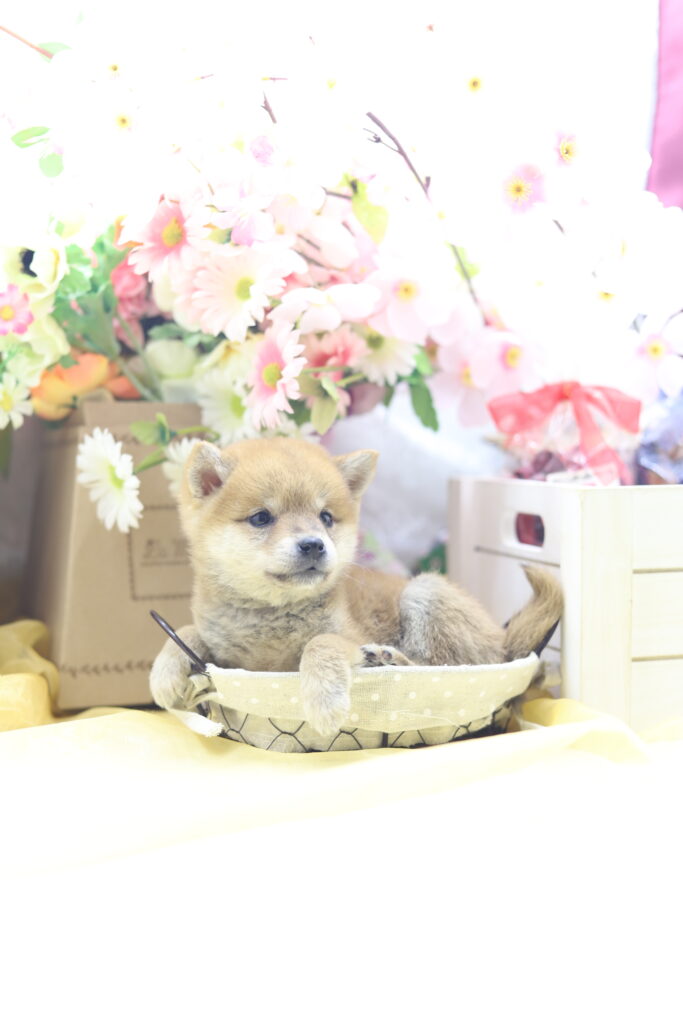 ★超極小赤豆柴★2026年2月25日生れ★女の子★感激超越プレミアムスペシャル★ティーカップサイズ★