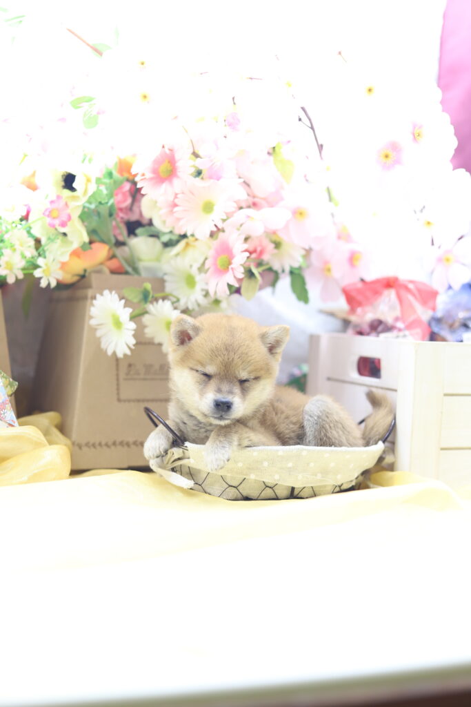 ★超極小赤豆柴★2026年2月25日生れ★女の子★感激超越プレミアムスペシャル★ティーカップサイズ★