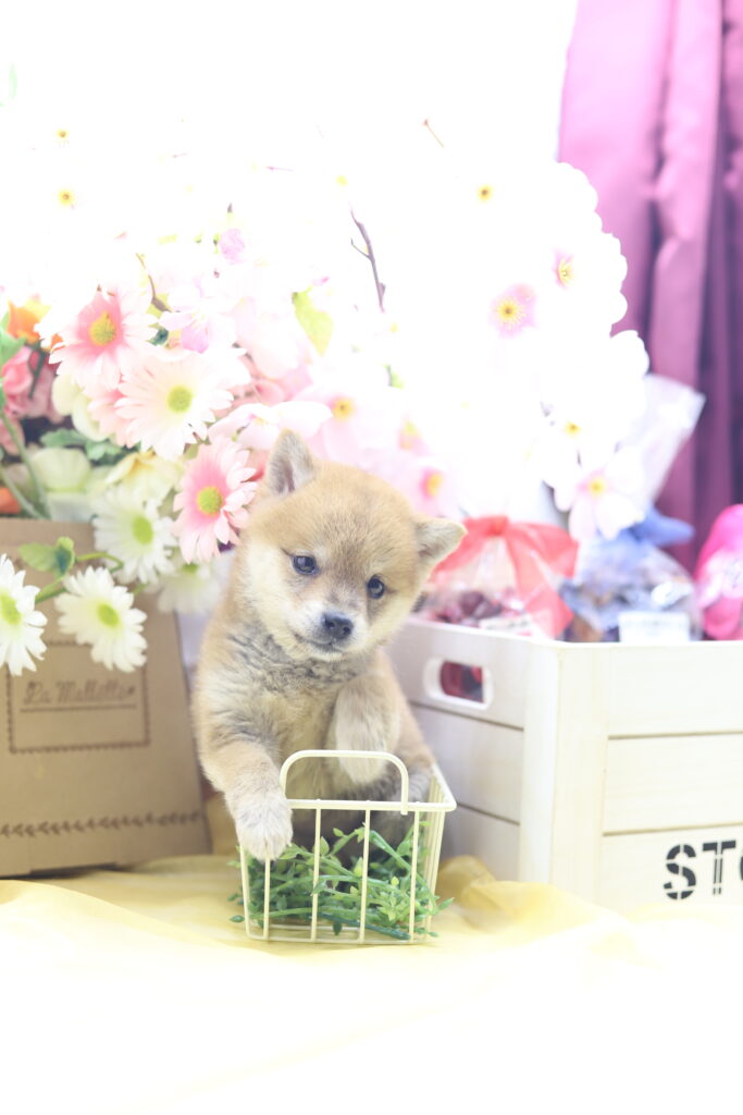 ★超極小赤豆柴★2026年2月25日生れ★女の子★感激超越プレミアムスペシャル★ティーカップサイズ★