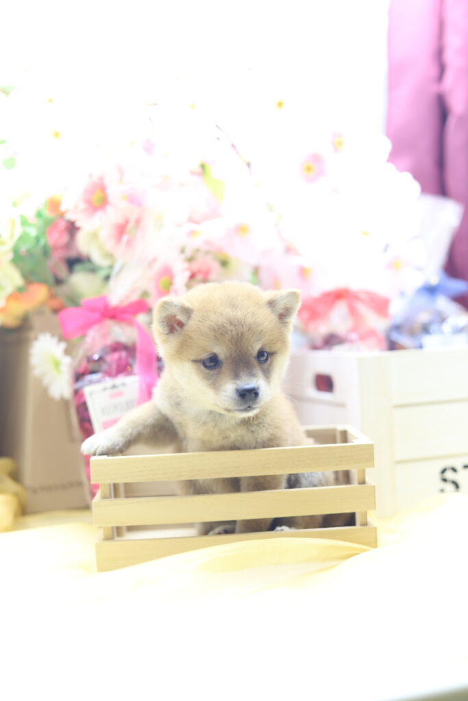 ★超極小赤豆柴★2026年2月25日生れ★女の子★感激超越プレミアムスペシャル★ティーカップサイズ★