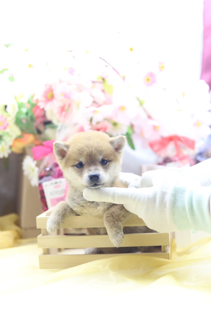 ★超極小赤豆柴★2026年2月25日生れ★女の子★感激超越プレミアムスペシャル★ティーカップサイズ★