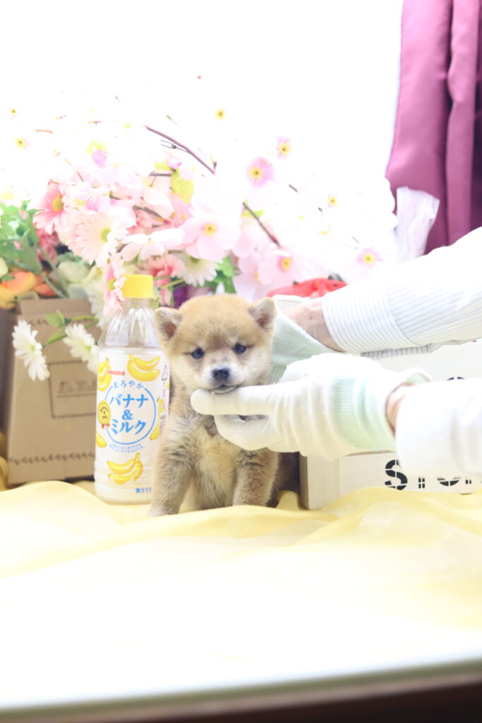 ★超極小赤豆柴★2026年2月25日生れ★女の子★感激超越プレミアムスペシャル★ティーカップサイズ★