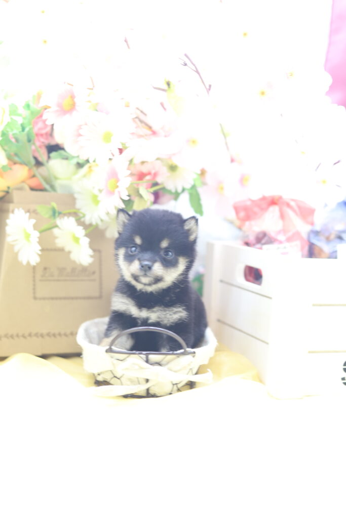 ★超極小黒豆柴★2026年3月12日生れ☆女の子☆超爆烈スーパープレミアムスペシャル☆microティーカップサイズ☆★
