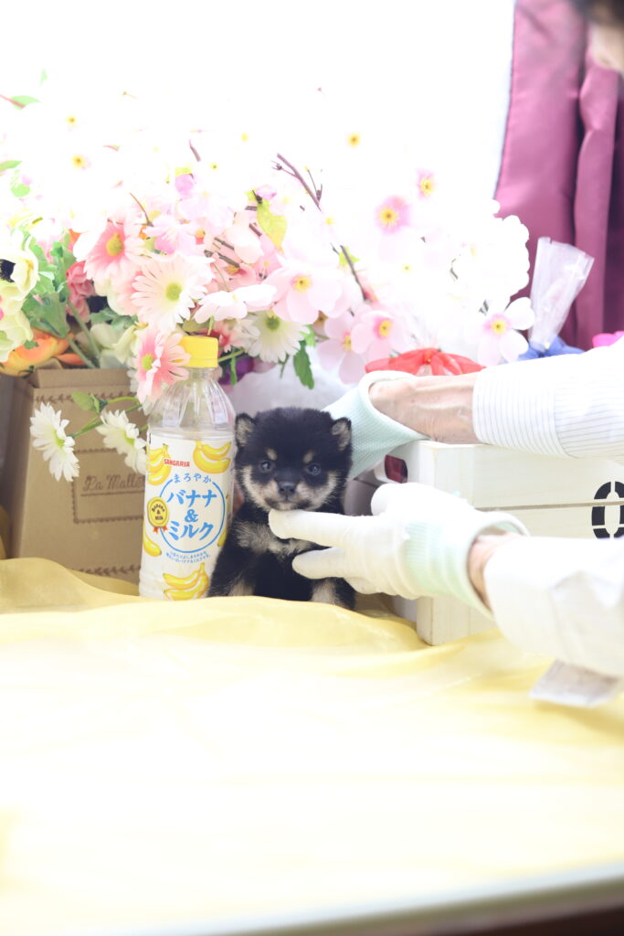 ★超極小黒豆柴★2026年3月12日生れ☆女の子☆超爆烈スーパープレミアムスペシャル☆microティーカップサイズ☆★